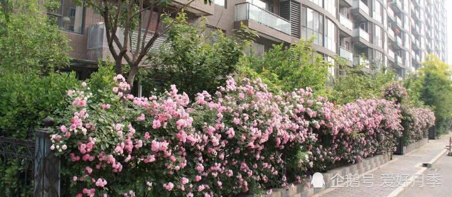 花開(kāi)滿(mǎn)墻的月季花墻有驚艷到你嗎？(圖3)